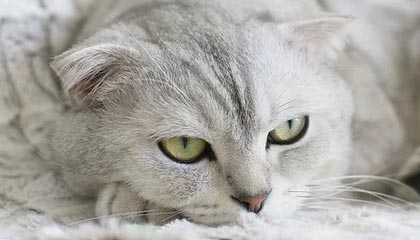 -高校运动训练心理辅导体系建设研究，高校心理辅导体系组成部分