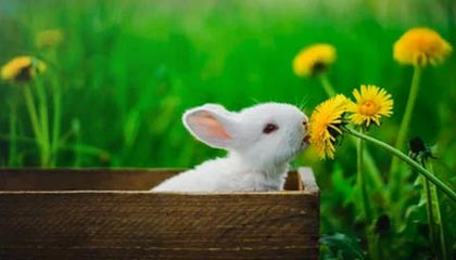 爱游戏app-中国女排新战术体系初见成效，中国女排站位战术