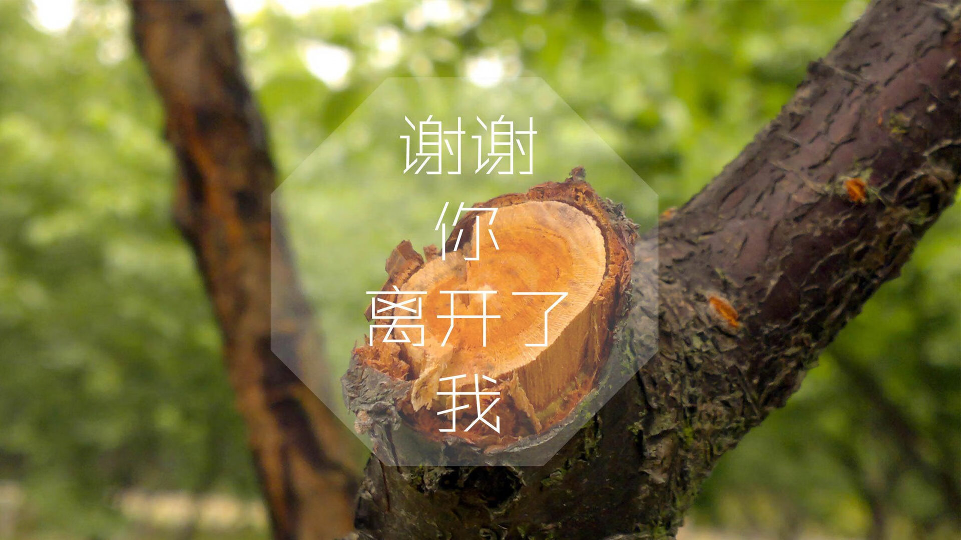 篮球明星效应推动赛事观众增长，明星篮球明星