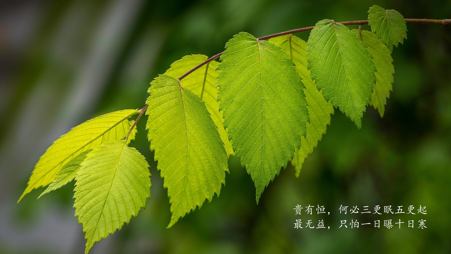 摩洛哥队在巴黎奥运会男足比赛中表现出色，赢得奖杯，摩洛哥国家男子足球队