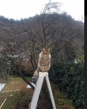 皇家社会阵地推进精准打穿对手防区，皇家社会队